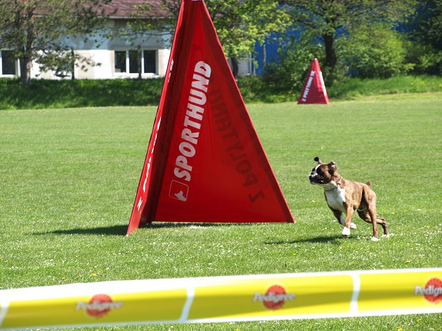 www.atibox.net * www.euroboxer.eu * www.boxergenealogia.eu